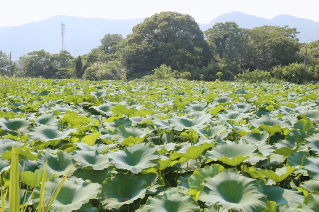 五洩,江藻,楓橋……最近幾天,這些地方美翻了!