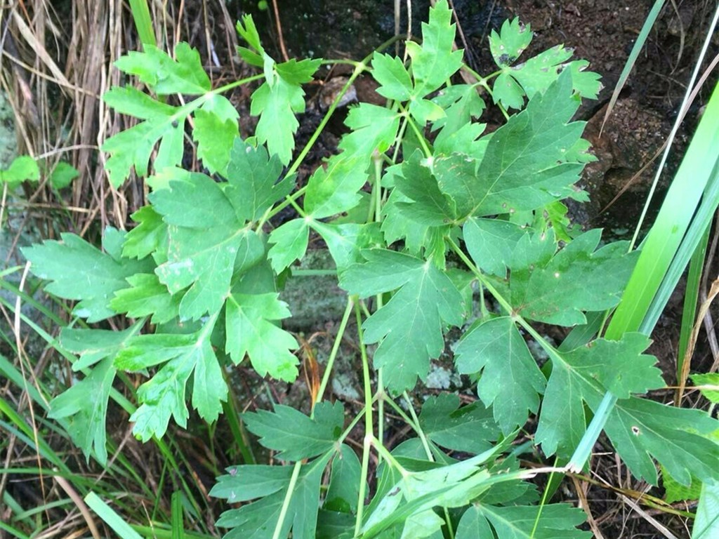 野腊菜的功效和图片图片