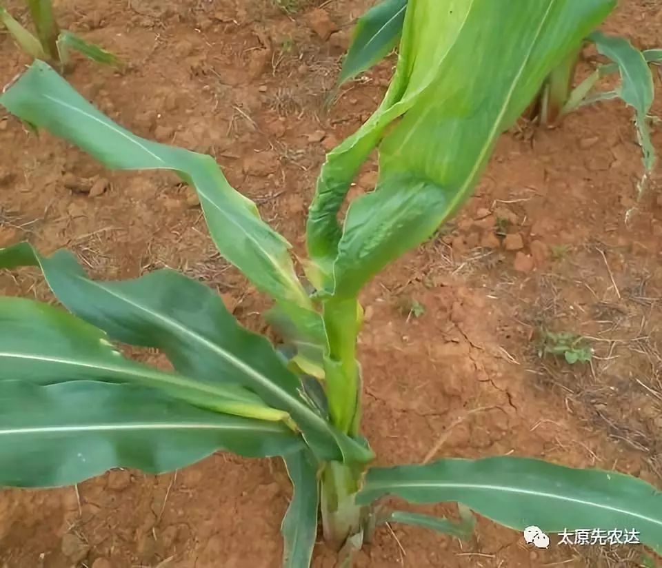 农技玉米苗期心叶扭曲症状原因及防治措施