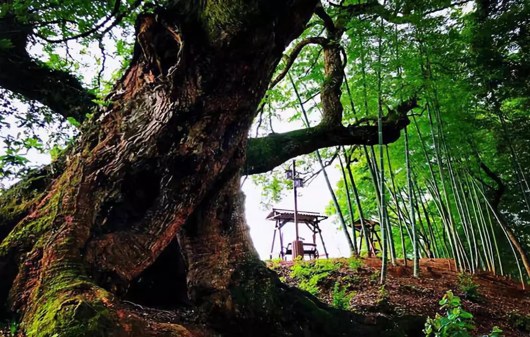 夏木塘村,一个位于江西省的小乡村,背靠井冈山革命