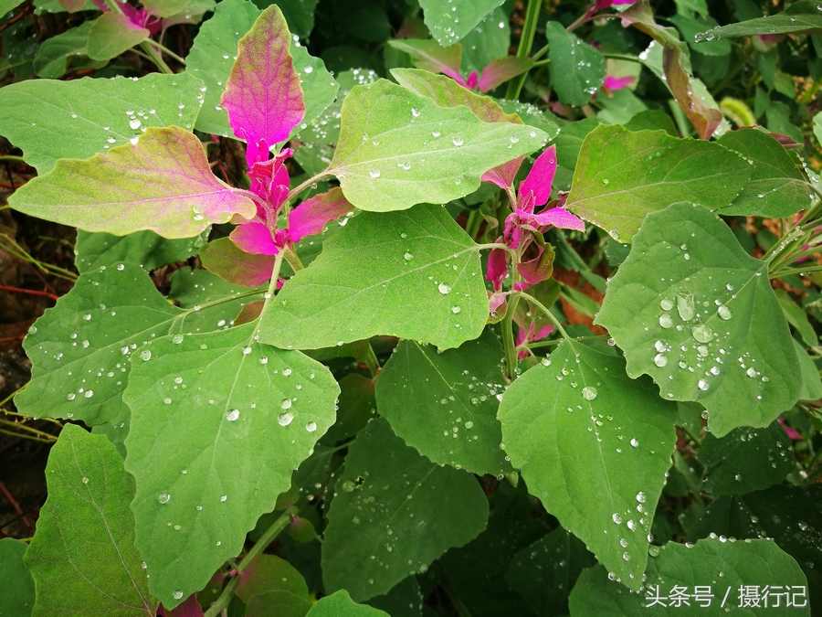 夏日裡的鄉村一種葉子上是紅色的植物一場雨過後水嫩水嫩的