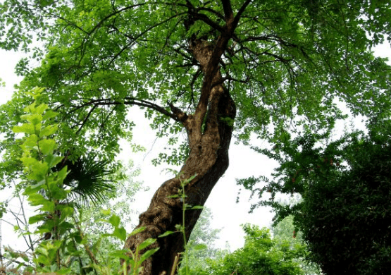 農村有種叫不知春的樹木不但是珍貴的木材還有清熱解毒的功效