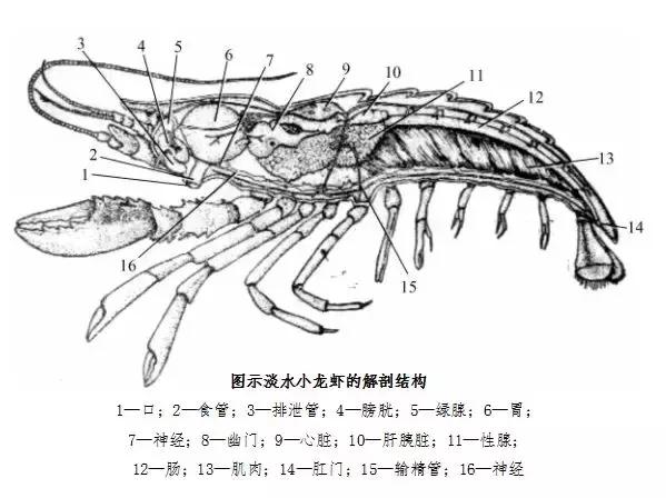 螯虾的解剖图片