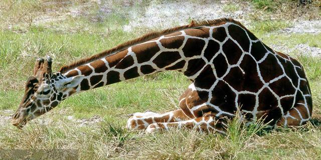 长颈鹿站着睡觉的图片图片