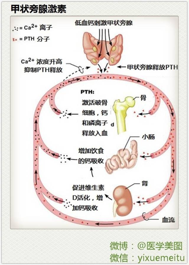 内分泌医学美图