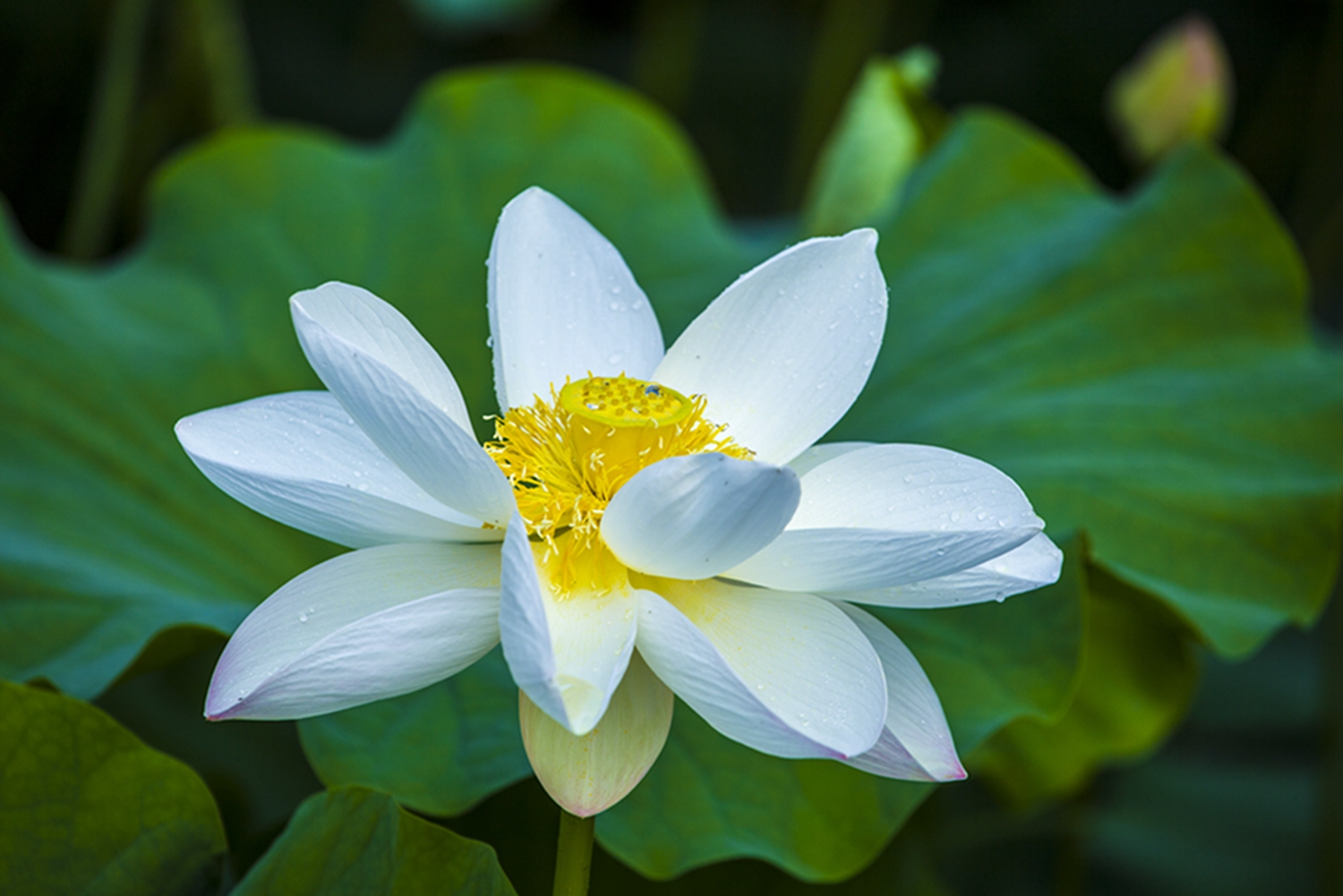 七宝池莲花图片