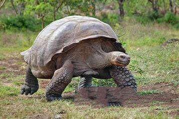 地球上10大速度最慢的动物乌龟第五蜗牛第二海马居榜首