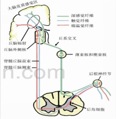 1神經解剖知識:脊髓的內部結構在橫切面上可見中央管,灰質在中央,白質