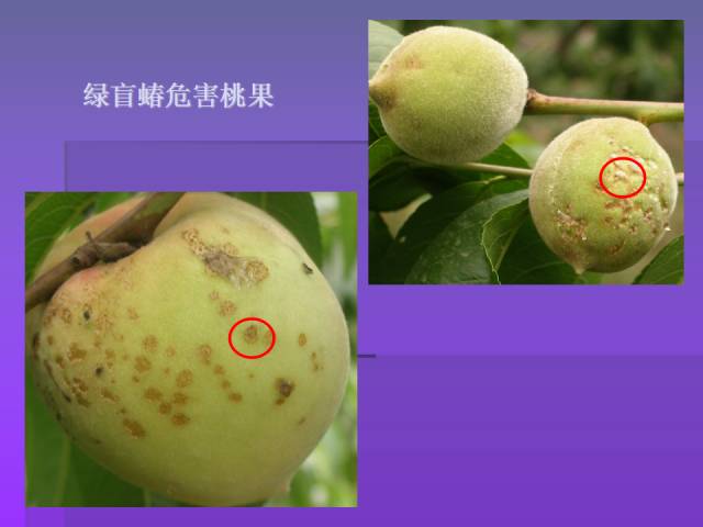 桃树常见病虫害图谱及防治方法