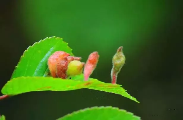 榆树秋四脉绵蚜▲榆树秋四脉绵蚜▲五倍子(最有名的虫瘿)▲罗氏