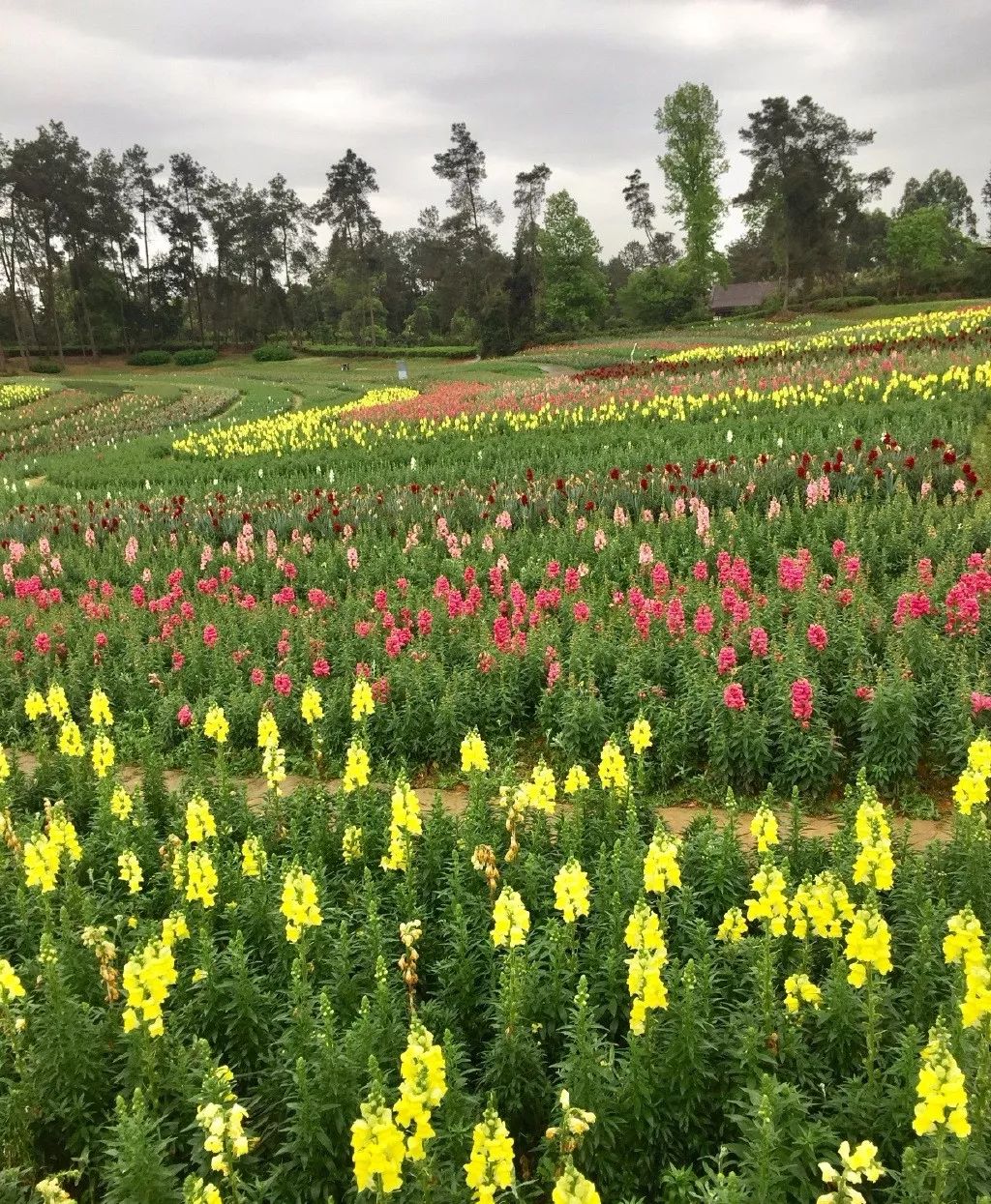 大邑县旅游景点看花图片