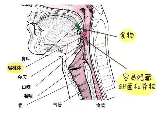 人体扁桃体位置示意图图片