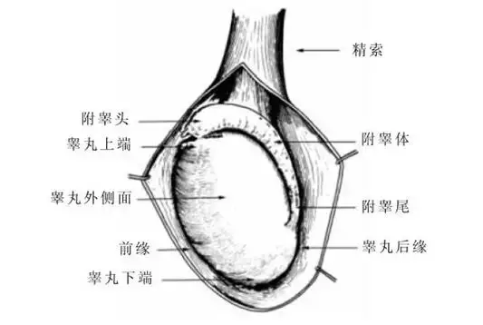 无精症患者是如何取精的