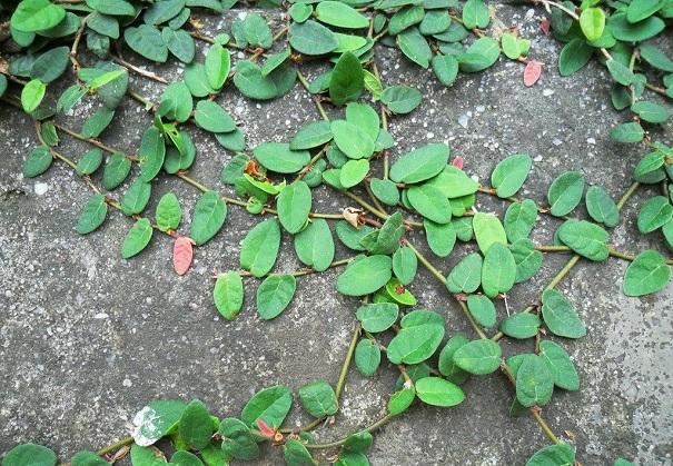 鄉村特色野果,祛風利溼,活血通絡,解毒消腫——薜荔的栽培技術