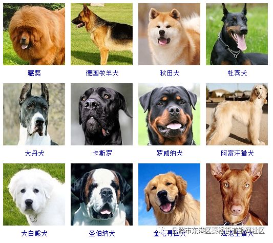 重要通知关于城区禁养大型犬标准和烈性犬品种的通告