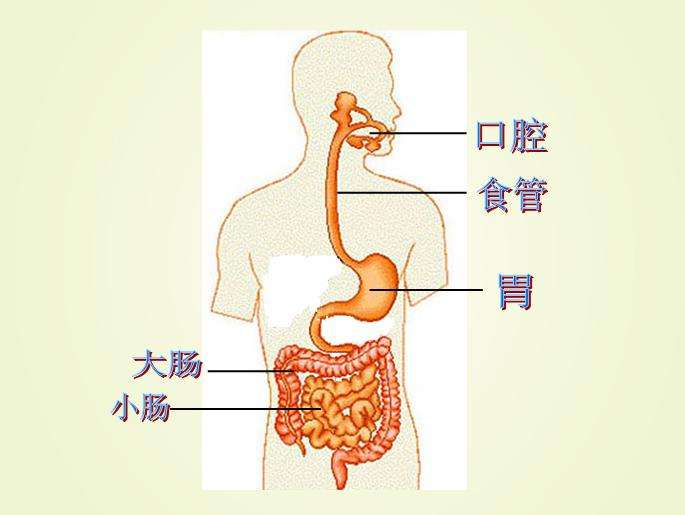 食物在身体消化流程图图片