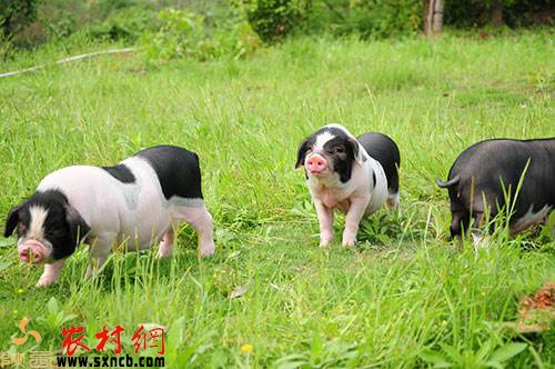 养殖大花白猪如何保胎和留种?
