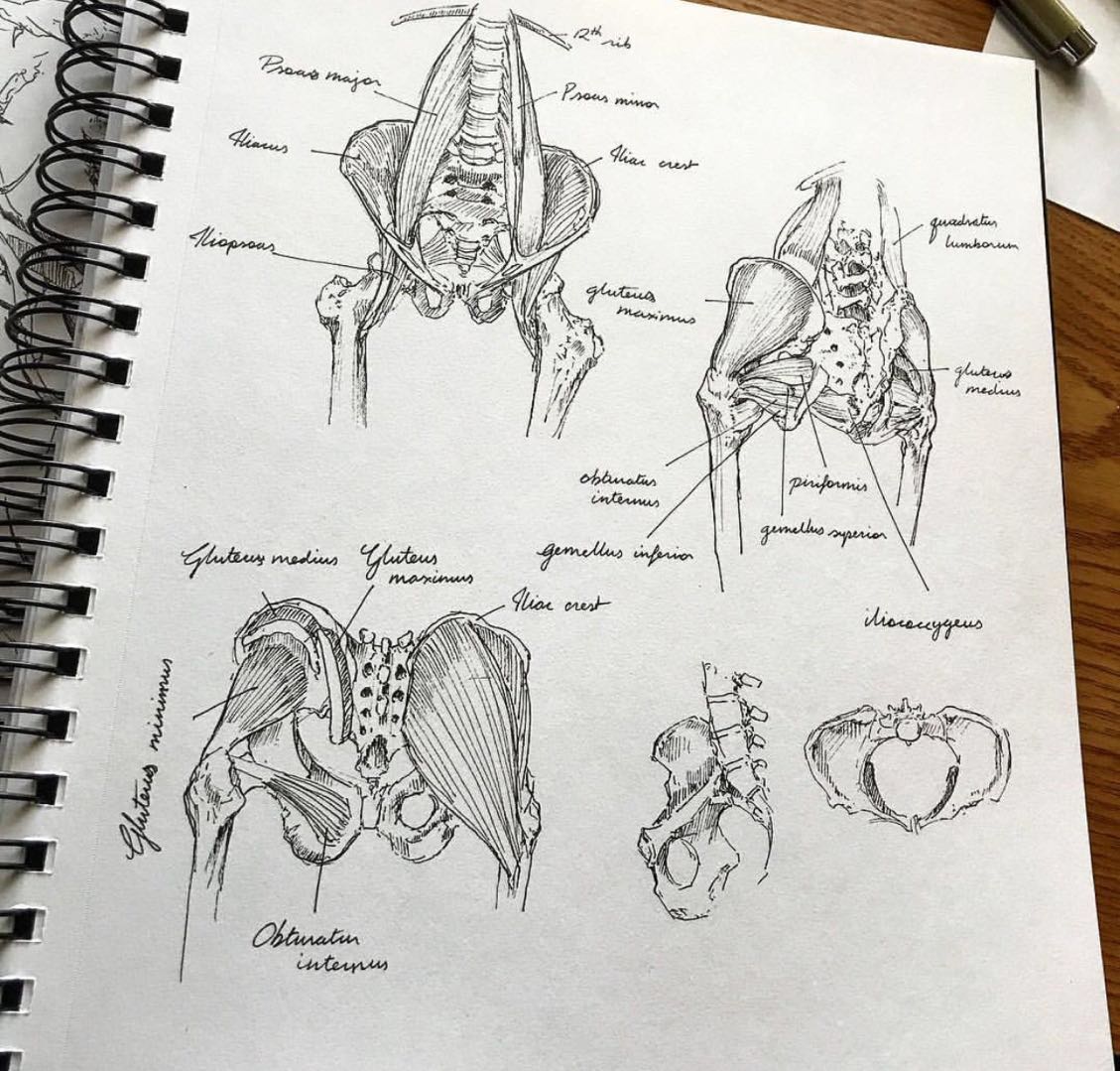 人体肌肉分布结构钢笔插画