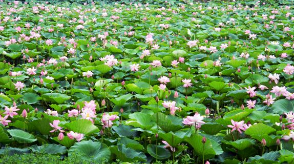 招堤十里荷花深處 是你今夏詩意的歸途