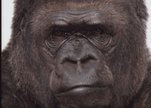 猩猩抽烟表情包gif图片