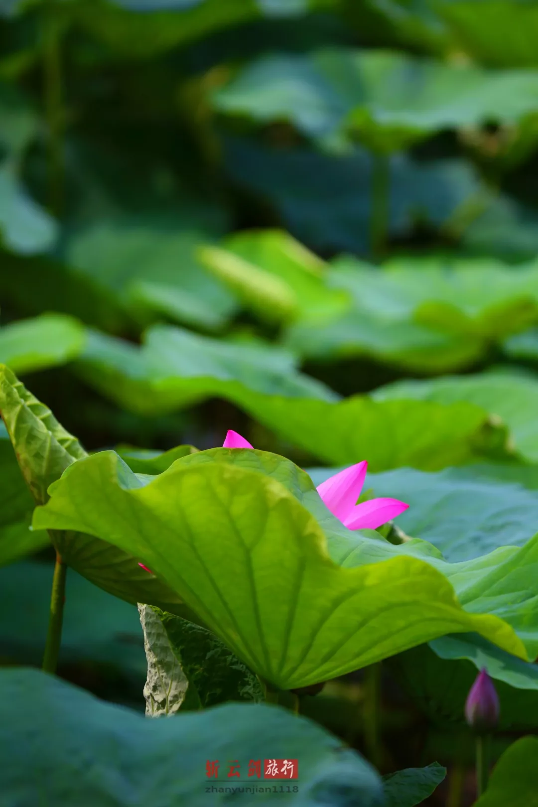 实拍:泉水自带清风,荷花飘香十里