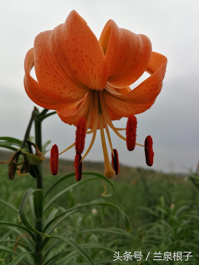 兰州大尖山的百合花盛开了让人赏心悦目