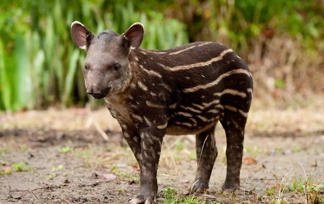 南美洲的珍稀动物图片