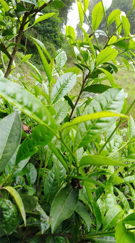 山边的野茶树虫洞百出,不打农药这棵树的树龄至少有50年了,才有老茶籽