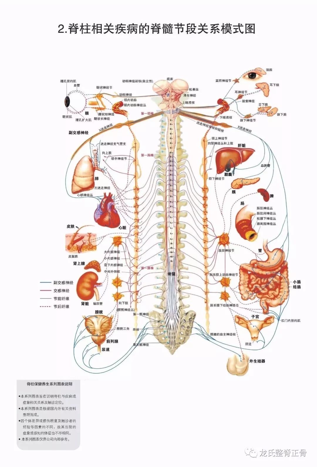 交感神经解剖