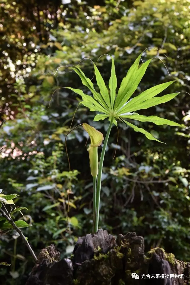 一把伞南星arisaema erubescens