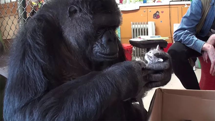 研究者便给koko看了一窝被遗弃的小猫,她挑了一只,像照顾幼年大猩猩一