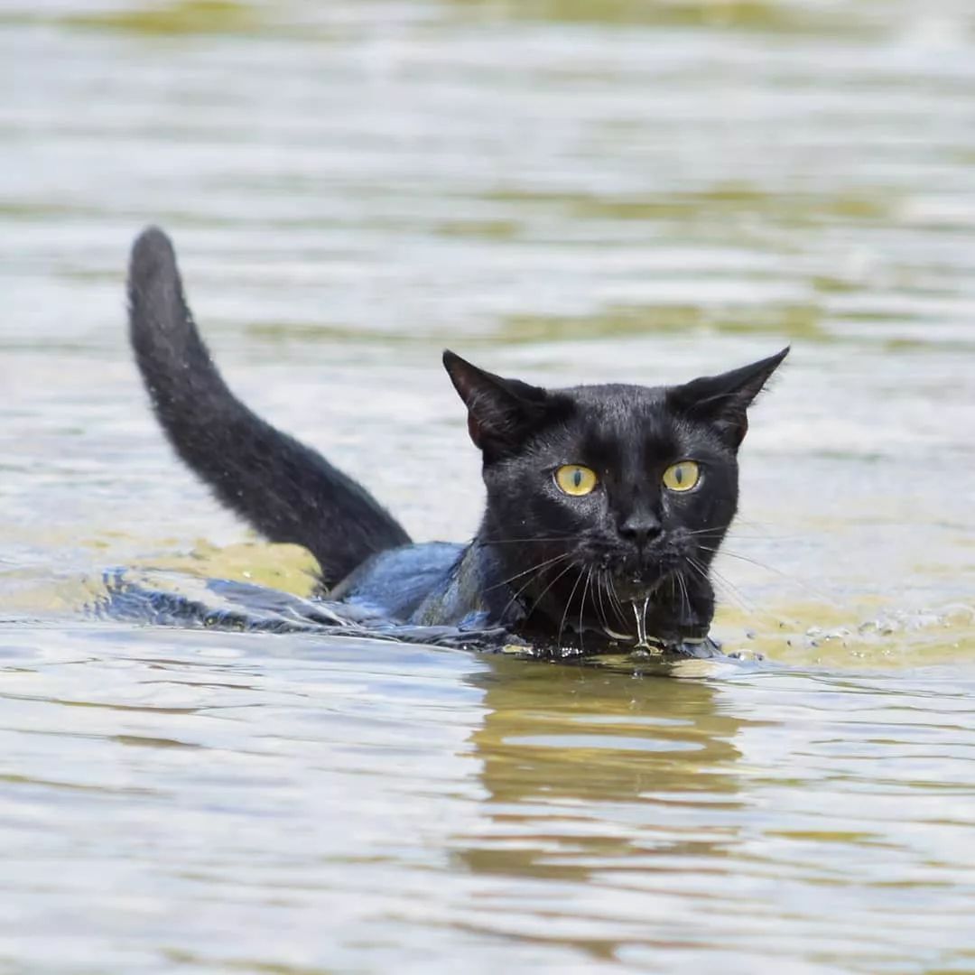 云南野生水塘猫图片图片