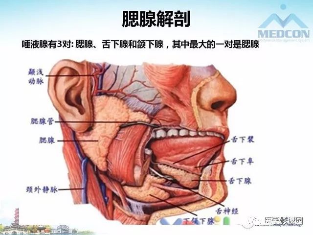 腮腺解剖位置图片