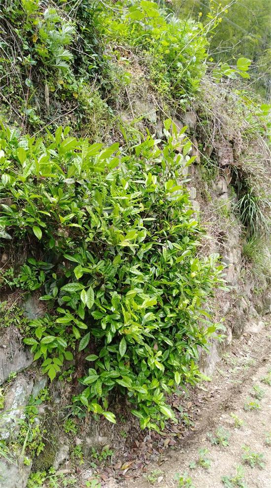 菜地边上石缝里的茶树山边的野茶树虫洞百出,不打农药这棵树的树龄