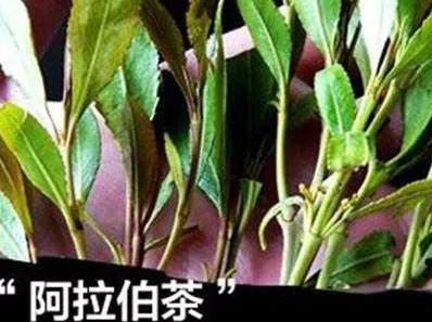 吸食危害"阿拉伯茶"学名叫"恰特草"巧茶,刚采摘下来时酷似苋菜