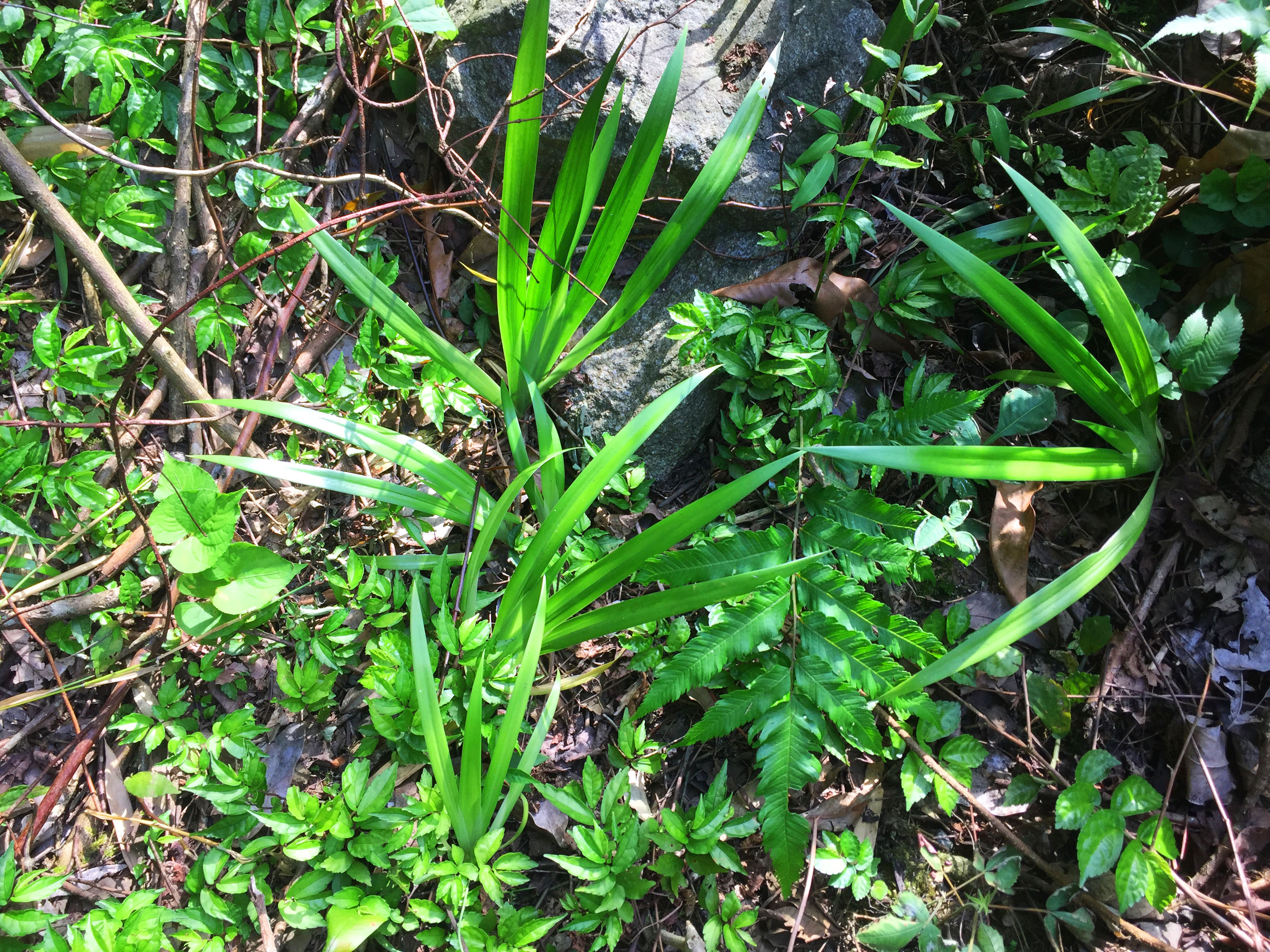 我腳下這株蘭草就是虎頭蘭,在即將公佈的國家一級保護野生植物名錄中