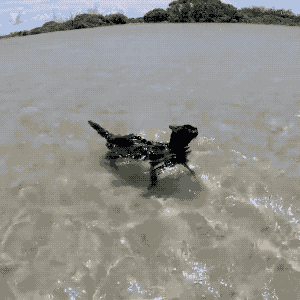黑猫踹鸭子gif图片