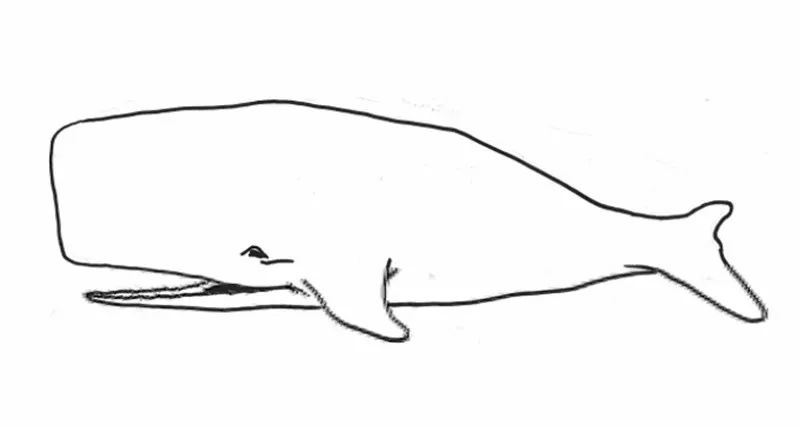 抹香鲸简笔画图片