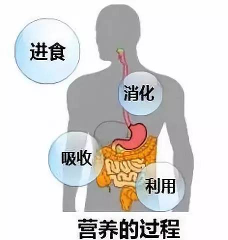 营养师 5点指出食物消化吸收过程是怎么进行的