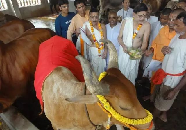 也要与母牛结婚真的就有人认为娶母牛等于交好运现实的印度牛在印度被