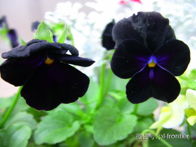 低调的黑色植物也有艳丽的一面