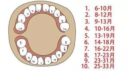 那麼關於寶寶乳牙萌出的時間合和順序是怎麼樣的呢?