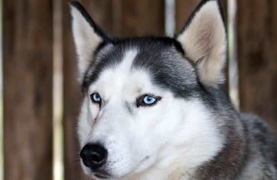 盤點世界五大最具有貴族氣質的犬二哈高居前三第一名你根本沒見過