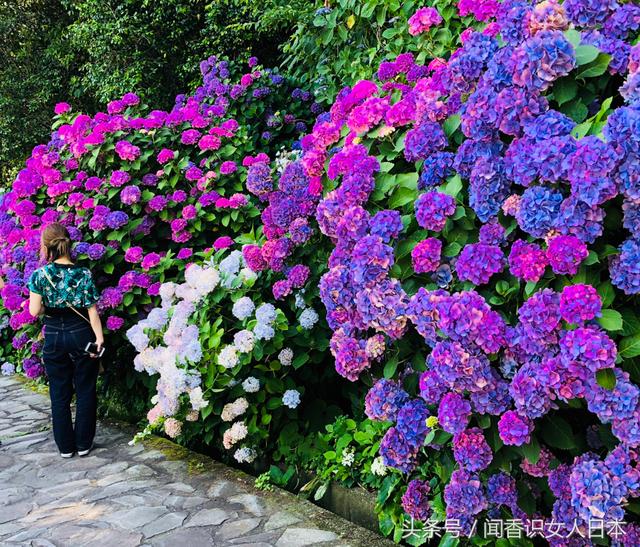 日本规模最大的紫阳花开在一个风景秀丽的港湾城市