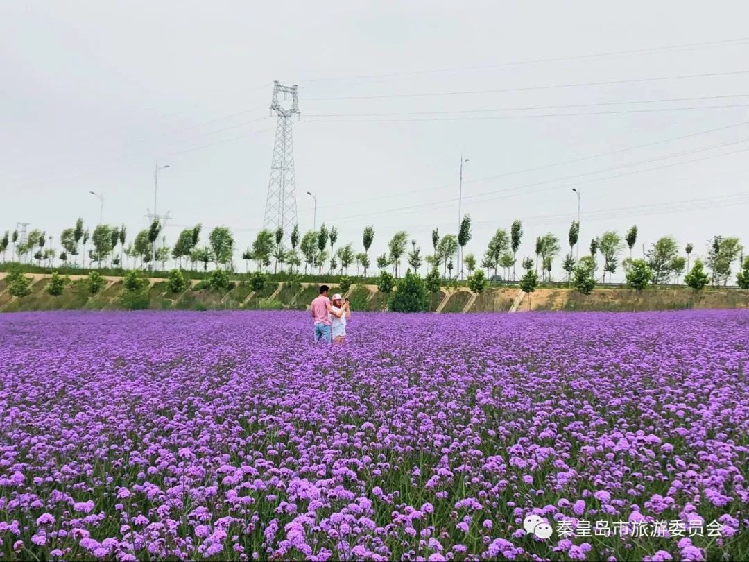 花海拍照发朋友圈的句子(花海拍照发朋友圈的句子搞笑)