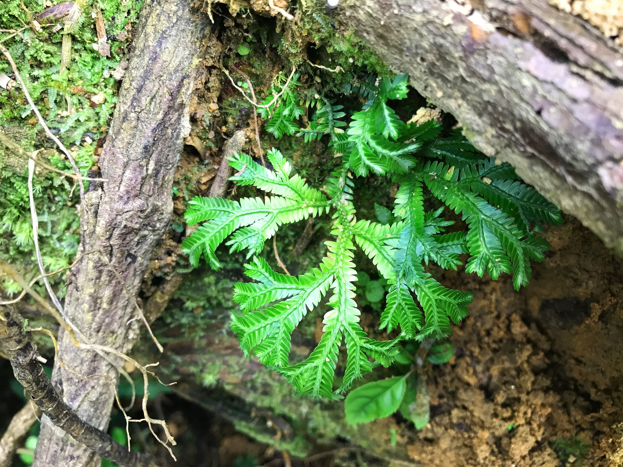 深绿卷柏是一种极易栽培的野生植物,你不用精心照料,不用时常浇水