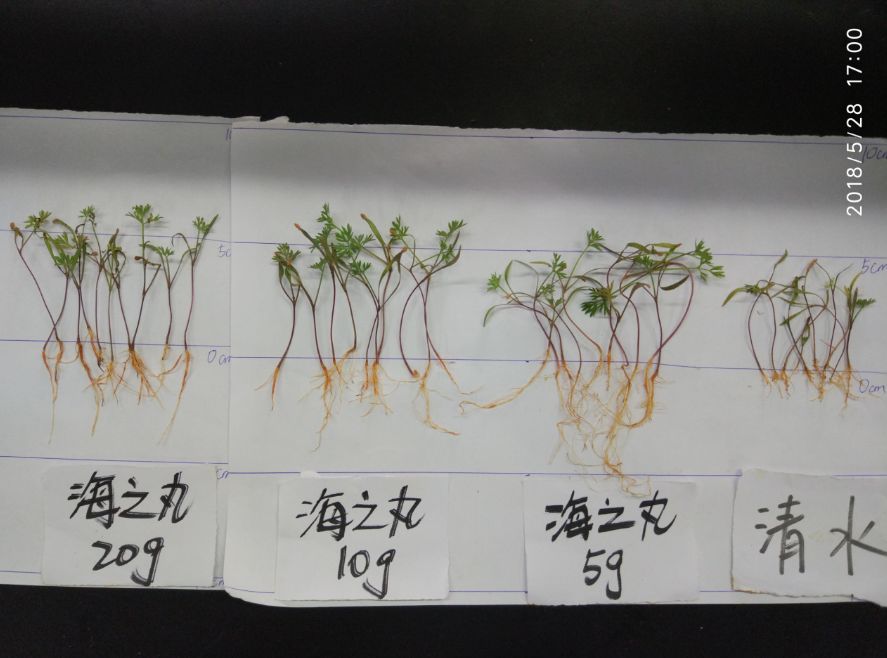 图3(根系粗壮,根长,须根多,肉质根形成)3,海之丸对胡萝卜幼苗茎叶生长