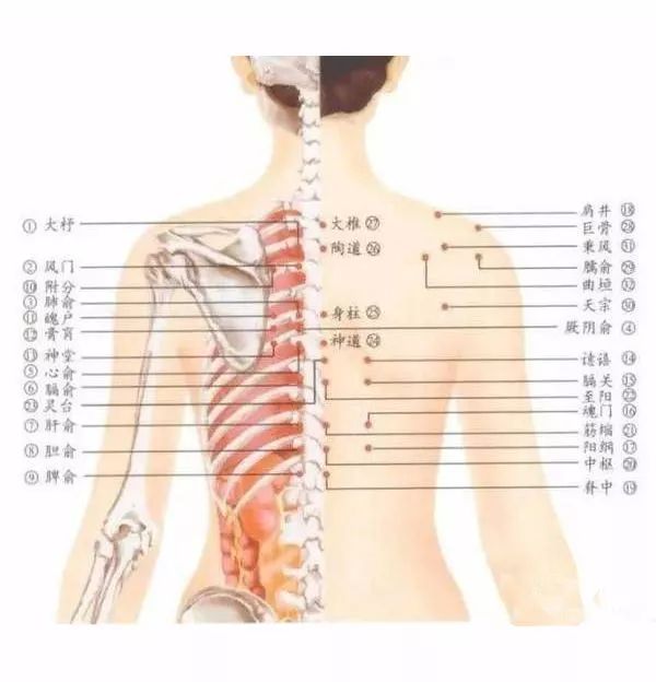 后背疼的部位图解图片