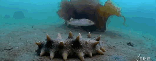 海参爬行动态图图片