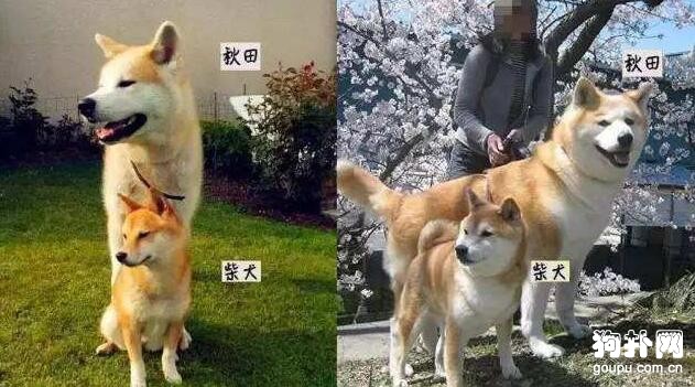 柴犬和秋田犬的区别 怎么区分柴犬和秋田犬